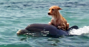 dolphins-help-save-dog-from-drowning